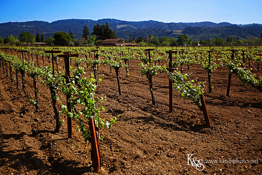 Dallas Wedding Photographers - K & S Photography Wine Tasting in Napa Valley California | Napa Valley and Dallas Wedding Photographers
